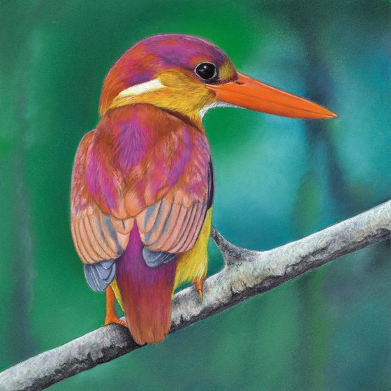 Original pastel drawing bird "Rufous-backed kingfisher"