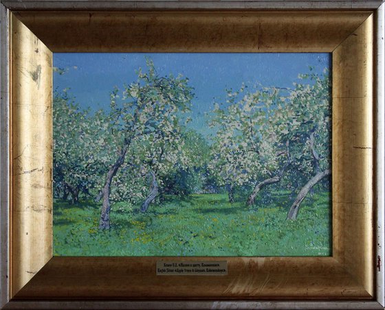 Apple trees in bloom. Kolomenskoye