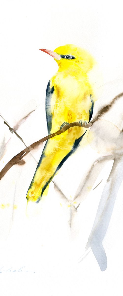 Oriole Bird by Olga Koelsch