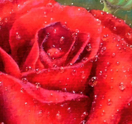 Rose. Red rose in dew.