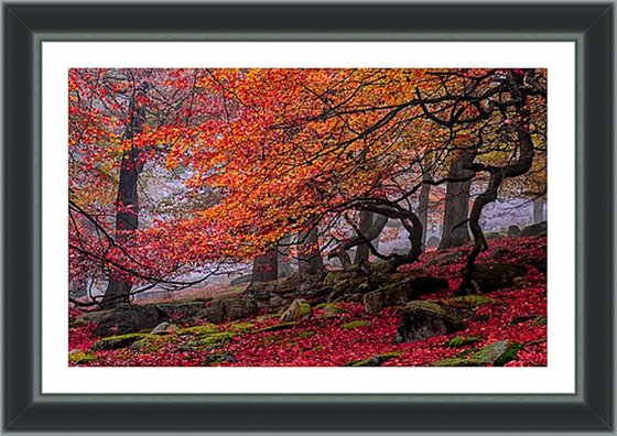 Deep in the forest... - 24x16" MEDIUM Limited Edition Print