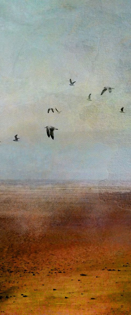 birds on coast by Boris Novák