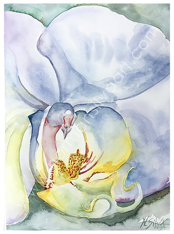 White Orchid Flower Bloom