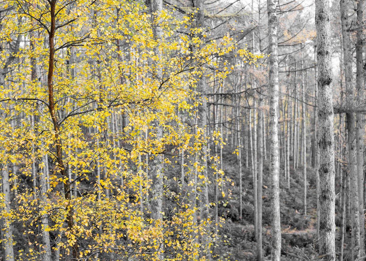 Photorealistic Landscape Photograph By Stephen Hodgetts Photography, 17 X 12", Autumn Monochrome, Original Artwork