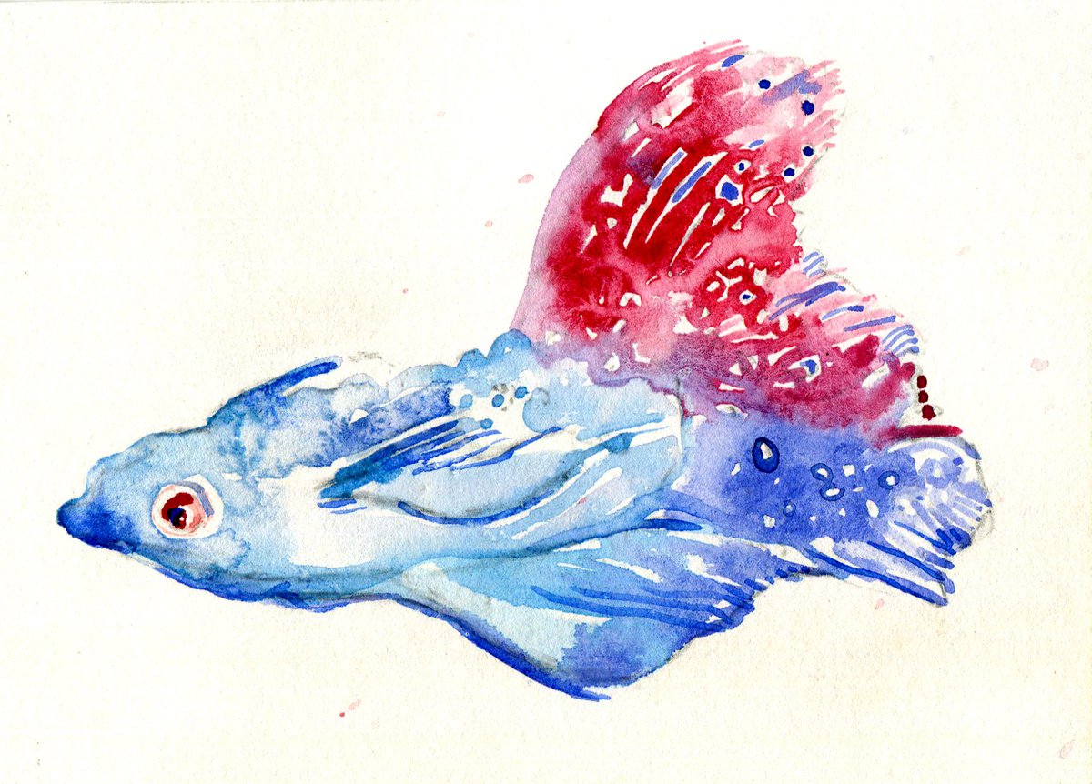 Tropical fish pink and blue by Hannah Clark
