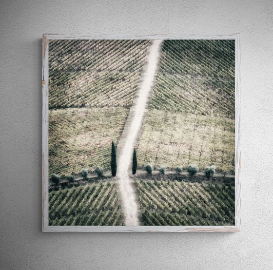Geometric vineyards (studio 2)