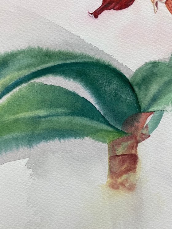 Orchid
