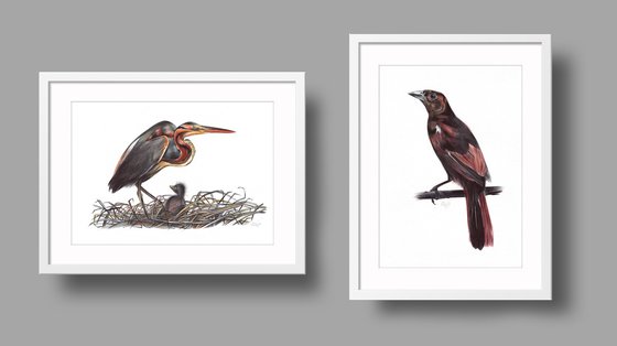 Birds Collection X