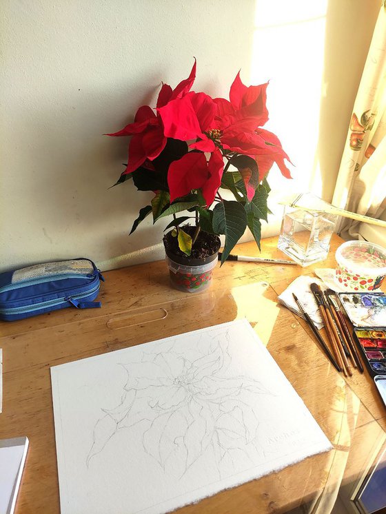 Ukrainian watercolour. Poinsettia, Christmas flower
