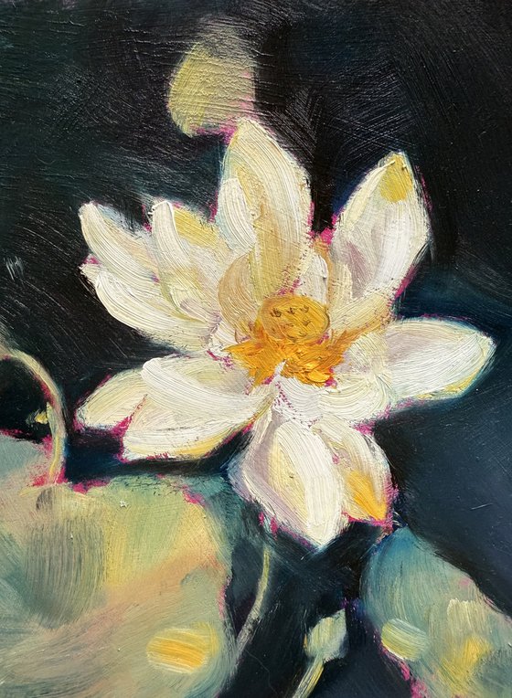 Lily in the Dark
