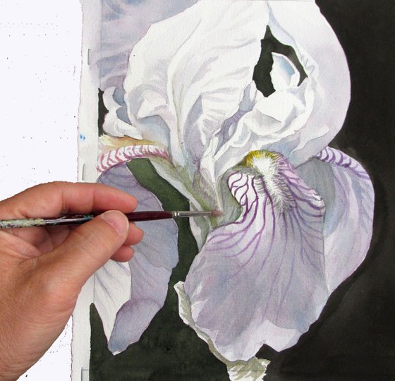 a painting a day #41 "iris in white"