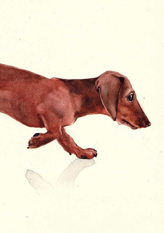 Dachshund (Sausage Dog)