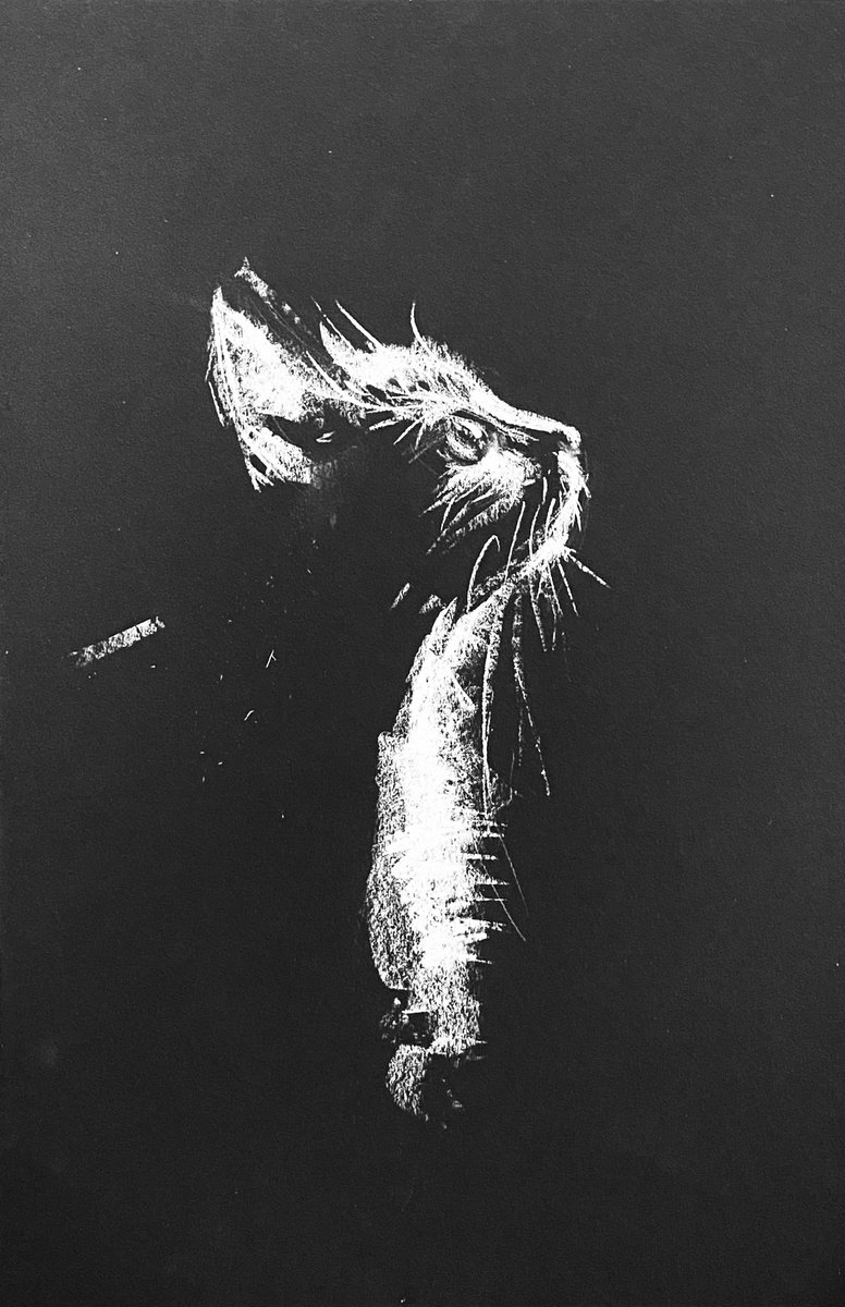Cat IV by Olga Bolgar