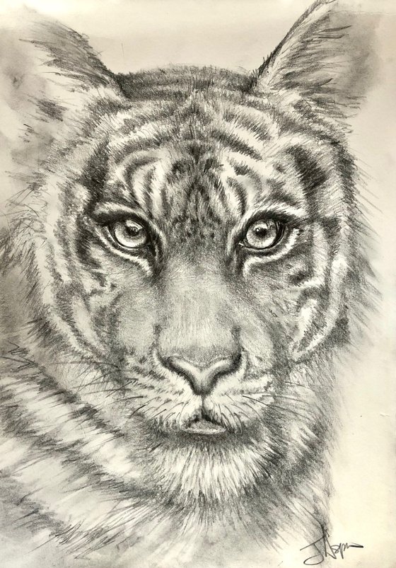 Tiger in Pencil