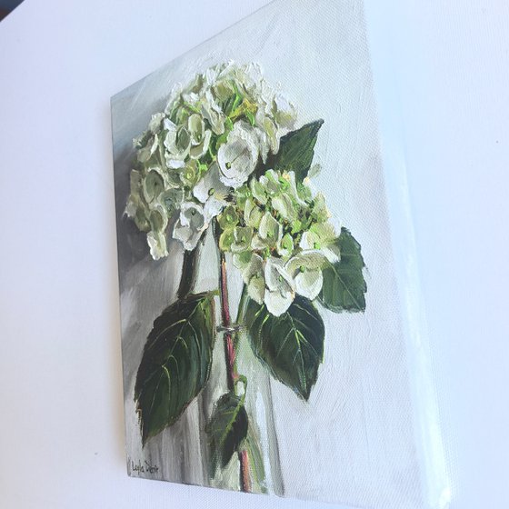White hydrangea flower