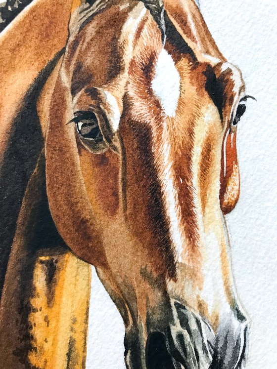 Arabian horse portrait