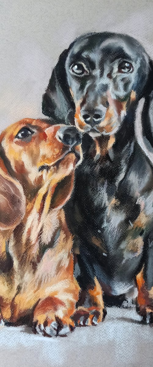 Dachshunds by Magdalena Palega