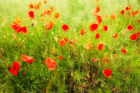 Poppies and seed pods.