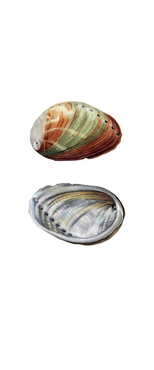 Abalone Shell Study 1 by Yuliia Prokopchuk
