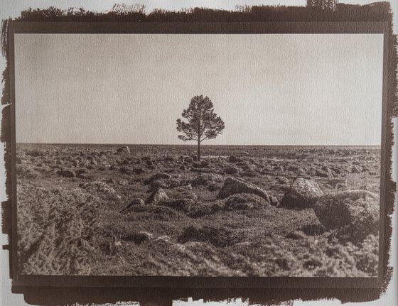 Solovki, lonely tree