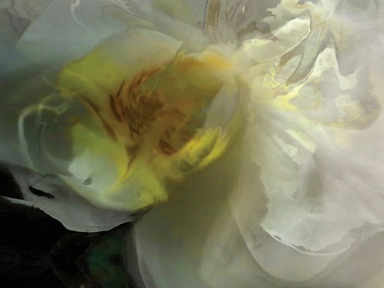Orquídeas