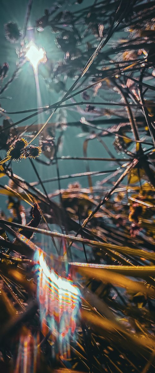 Flowers to the sky by Nektaria Thalia