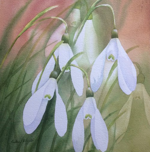 Snowdrops by Silvie Wright