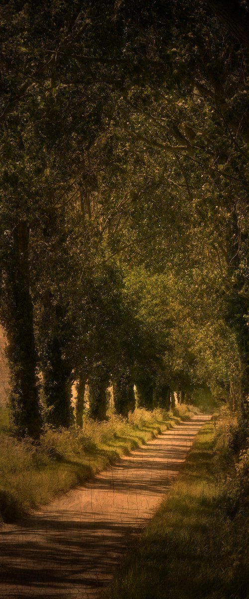 Woodland Path by Martin  Fry