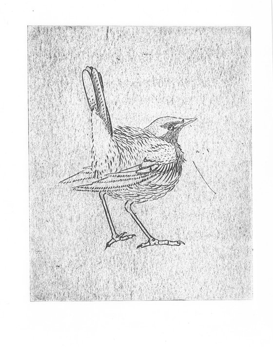 Western yellow wagtail dry point