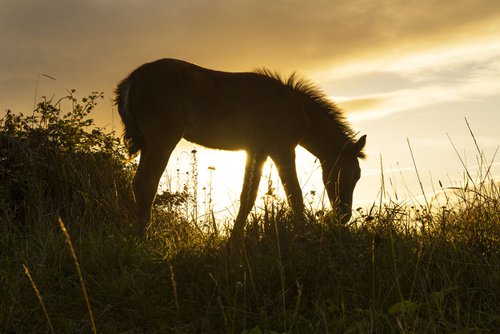 SUNSET FOAL by Andrew Lever