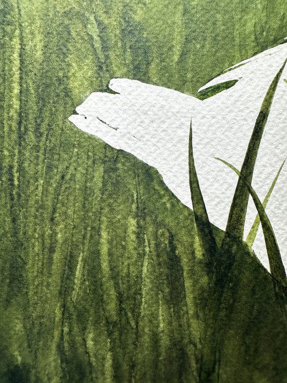 White duck