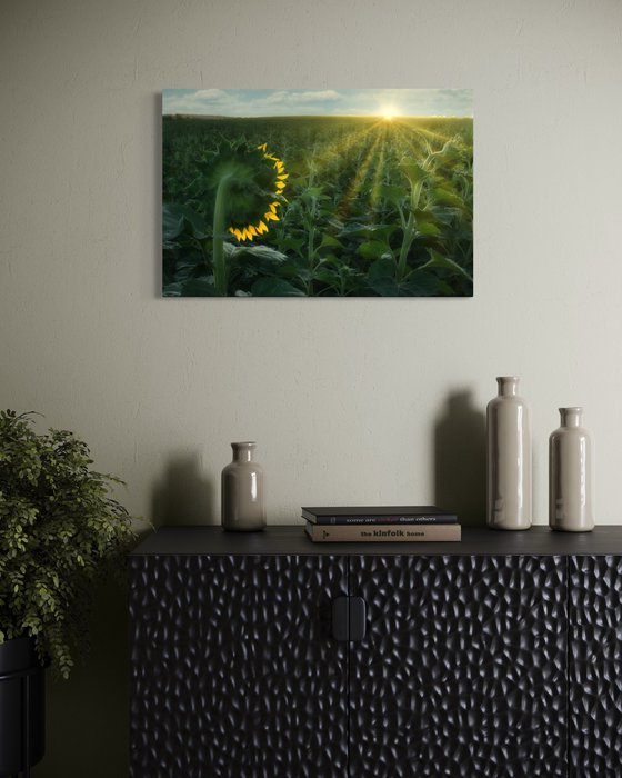 Turning to the Light