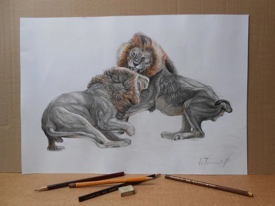Lion Fight Drawing 2