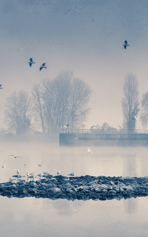 Seagulls rookery. by Valerix