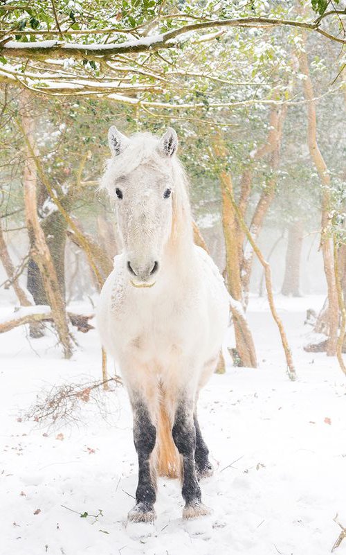 SNOW HORSES 2. by Andrew Lever