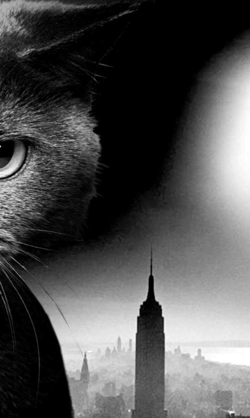 Black Cat in New York by Alex Solodov