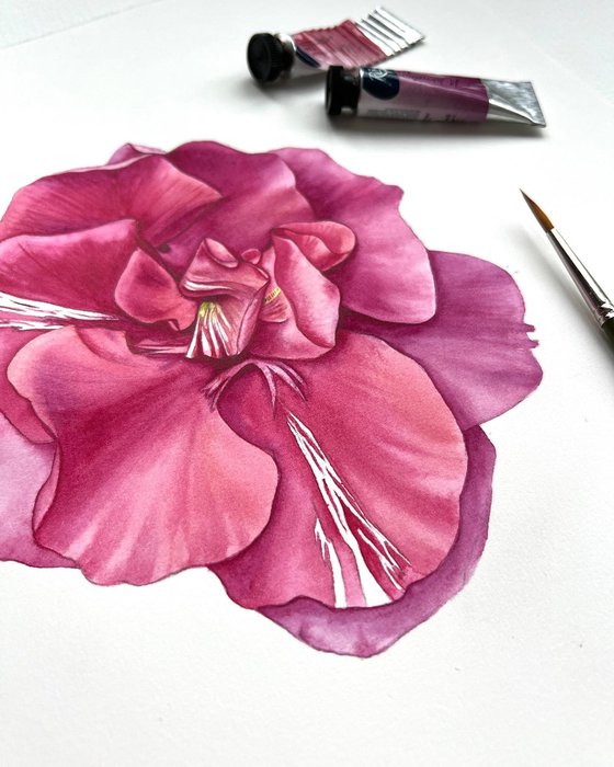 Pink oleander. Original watercolor artwork