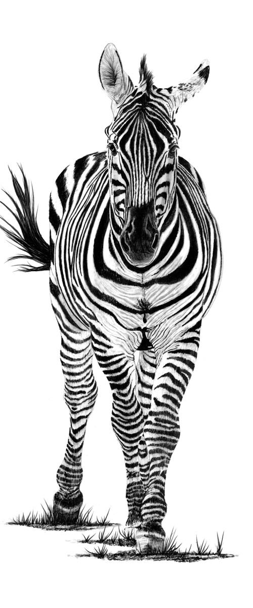 Zebra by Paul Stowe