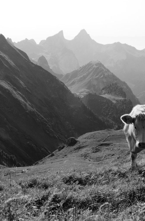 Cow in the Chablais Alps, II by Charles Brabin