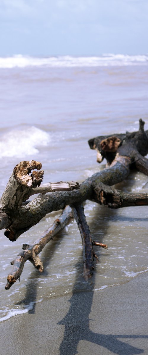 Wood in the sea no.11 by Mattia Paoli