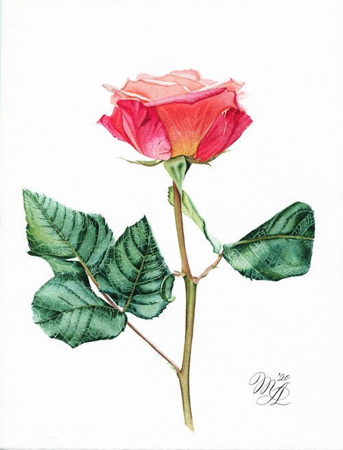 Atomic Rose by Maiia Axton