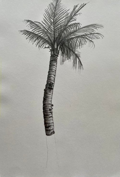 Palm Tree, Kenting by David Lloyd