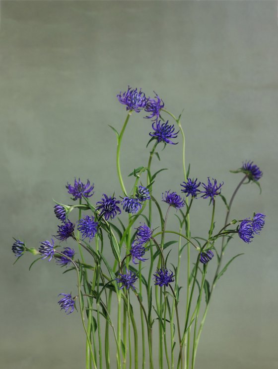 Violet Murmur