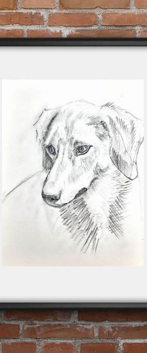 Jack Russel Terrier Portrait 2 Pet Dog sketch by Asha Shenoy