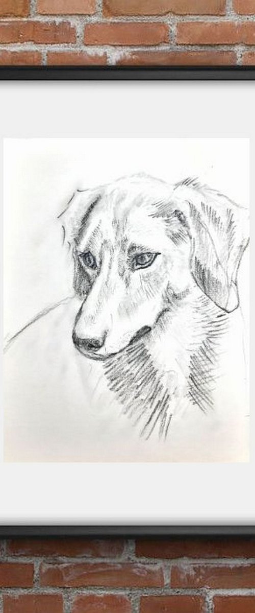 Jack Russel Terrier Dog sketch by Asha Shenoy