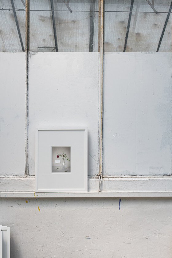 Fritillaria meleagris