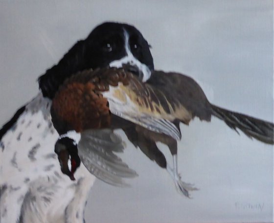 Springer Spaniel and pheasant