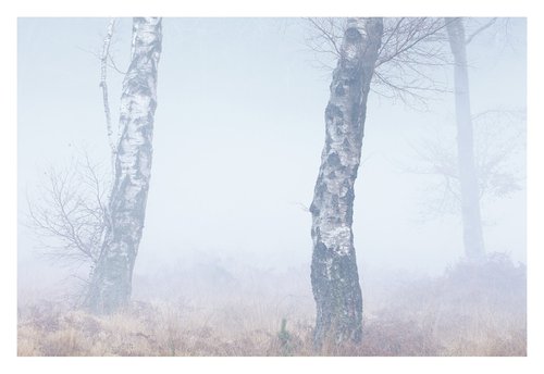 December Forest II by David Baker