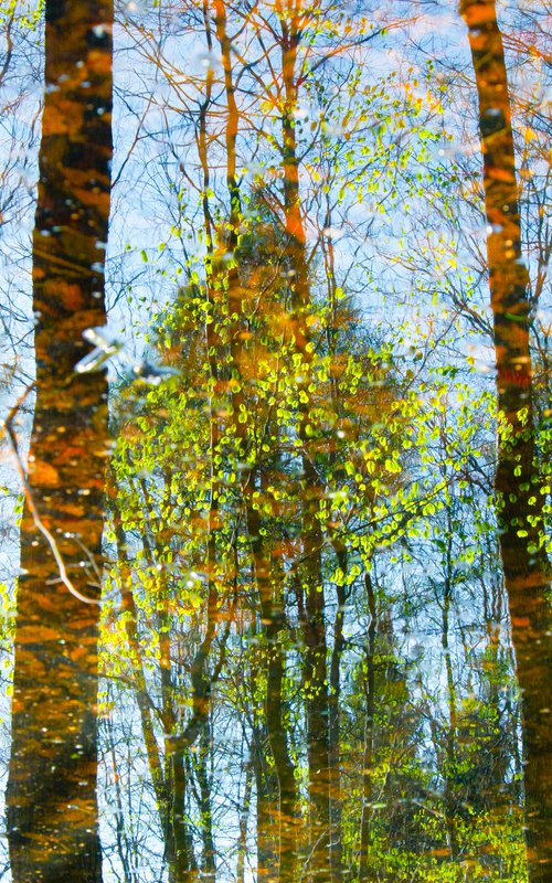 Imaginary forests 14 by Jochim Lichtenberger