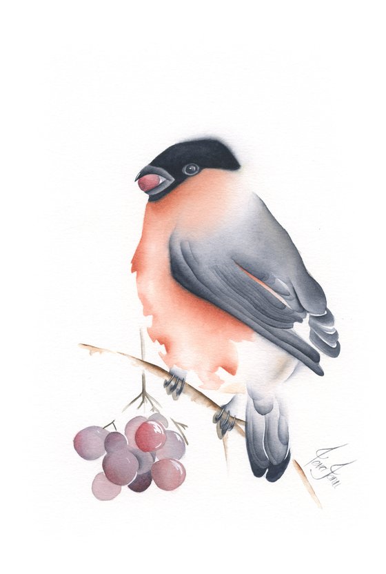 Bullfinch